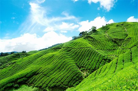 simsearch:400-06921179,k - Tea Plantation and blue sky with cloud in Cameron Highland Fotografie stock - Microstock e Abbonamento, Codice: 400-03908156