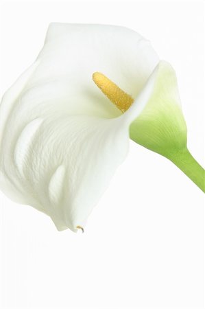 Zantedeschia aethiopica is also known as florist calla, white arum lily or common arum lily. Photographie de stock - Aubaine LD & Abonnement, Code: 400-03908593