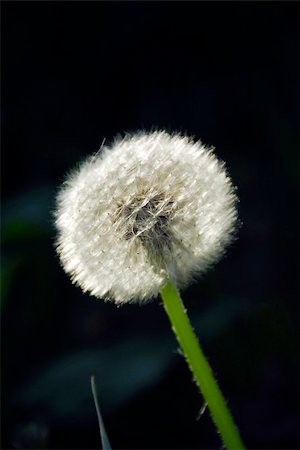 simsearch:700-00066683,k - White seeding dandelion in late afternoon sunlight Photographie de stock - Aubaine LD & Abonnement, Code: 400-03908629