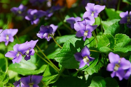 simsearch:400-06633565,k - Wild violets blooming in late spring close up Fotografie stock - Microstock e Abbonamento, Codice: 400-03908630