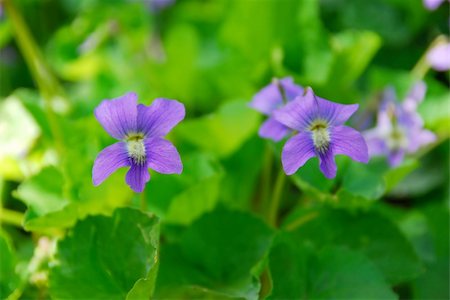 simsearch:400-06633565,k - Wild violets blooming in late spring close up Fotografie stock - Microstock e Abbonamento, Codice: 400-03908632