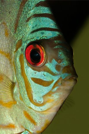 simsearch:400-07321172,k - Close-up, underwater view of a colorful blue discus fish (Symphysodon aequifasciata) Stock Photo - Budget Royalty-Free & Subscription, Code: 400-03908719