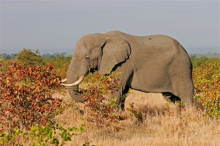 simsearch:400-04226098,k - African elephant (Loxodonta africana) feeding on mopane trees, Kruger National Park, South Africa Stock Photo - Budget Royalty-Free & Subscription, Code: 400-03908727