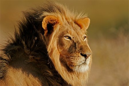 Portrait of a big male African lion (Panthera leo), Kalahari, South Africa Stock Photo - Budget Royalty-Free & Subscription, Code: 400-03908728