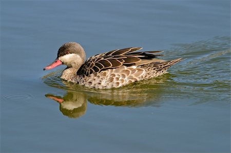 simsearch:400-04893924,k - Red-billed teal (Anas erythrorhyncha) swimming, South Africa Photographie de stock - Aubaine LD & Abonnement, Code: 400-03908721