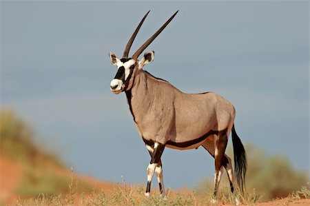 A gemsbok antelope (Oryx gazella) on a red sand dune, Kalahari, South Africa Stockbilder - Microstock & Abonnement, Bildnummer: 400-03908722