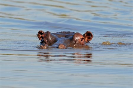 simsearch:400-03939092,k - Hippopotamus (Hippopotamus amphibius) submerged in water,  Kruger National park, South Africa Photographie de stock - Aubaine LD & Abonnement, Code: 400-03908723