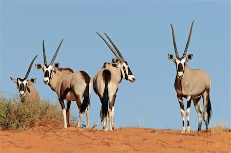 Gemsbok antelopes (Oryx gazella) on dune, Kalahari, South Africa Photographie de stock - Aubaine LD & Abonnement, Code: 400-03908730