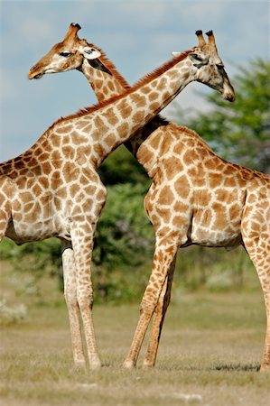 simsearch:400-04945024,k - Two male giraffes (Giraffa camelopardalis), Etosha National Park, Namibia Stockbilder - Microstock & Abonnement, Bildnummer: 400-03908733