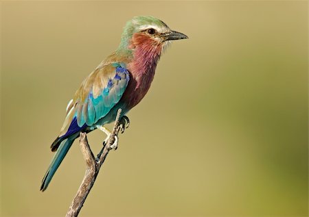 simsearch:400-06088878,k - Lilac-breasted roller (Coratias caudata), Etosha National Park, Namibia Photographie de stock - Aubaine LD & Abonnement, Code: 400-03908744