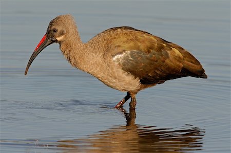 simsearch:400-03934181,k - Hadeda Ibis (Bostrychia hagedash) staning in water, Kruger National Park, South Africa Stock Photo - Budget Royalty-Free & Subscription, Code: 400-03908746