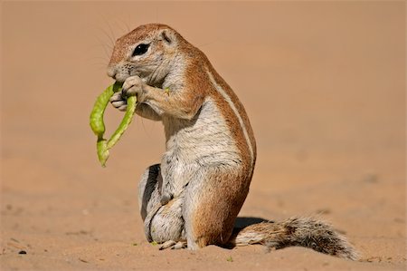 simsearch:400-05888526,k - Ground squirrel (Xerus inaurus) feeding on a pod of a tree, Kalahari, South Africa Photographie de stock - Aubaine LD & Abonnement, Code: 400-03908742