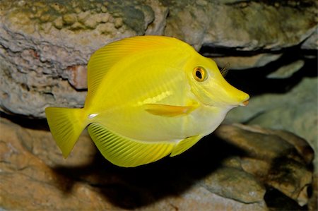 simsearch:400-04865436,k - Underwater view of a Yellow Tang (Zebrasoma flavescens) Stock Photo - Budget Royalty-Free & Subscription, Code: 400-03908751