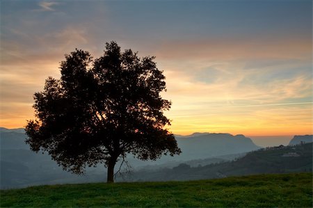 simsearch:400-04442144,k - Solitary tree on the fog sea in winter Fotografie stock - Microstock e Abbonamento, Codice: 400-03908996