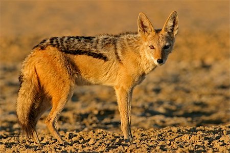 Alert Black-backed Jackal (Canis mesomelas), Kalahari, South Africa Stock Photo - Budget Royalty-Free & Subscription, Code: 400-03909551