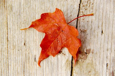 Closeup on red maple leaf on wood background Stock Photo - Budget Royalty-Free & Subscription, Code: 400-03909845