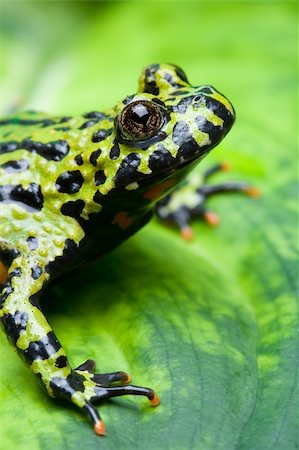 spotted frog - frog on a leaf - fire-bellied toad, macro with limited depth of field. focus on eye. Stock Photo - Budget Royalty-Free & Subscription, Code: 400-03909974