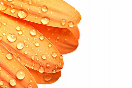 simsearch:400-04432314,k - flower petals with water droplets, isolated on white. Abstract macro with shallow depth of field. Stock Photo - Budget Royalty-Free & Subscription, Code: 400-03909996