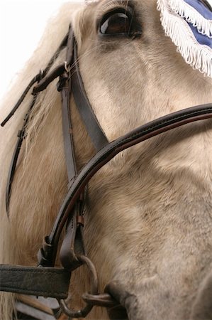 simsearch:400-03962712,k - close-up of horse's face looking into the camera Photographie de stock - Aubaine LD & Abonnement, Code: 400-03914055
