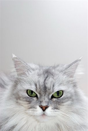 Persian Mix - persian, silver shaded mixed breed portrait Stock Photo - Budget Royalty-Free & Subscription, Code: 400-03914104