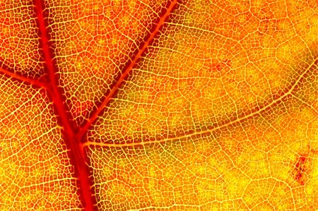 plate vegetables - hazy close-up of a autumn leaf Photographie de stock - Aubaine LD & Abonnement, Code: 400-03914251