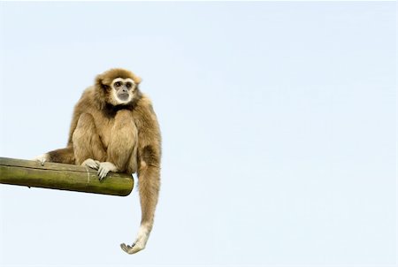 simsearch:859-09060225,k - White-Handed Gibbon Sitting Down on a log against blue sky Stock Photo - Budget Royalty-Free & Subscription, Code: 400-03914253