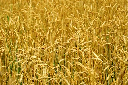 dried crop field - Grain ready for harvest growing in a farm field Stock Photo - Budget Royalty-Free & Subscription, Code: 400-03914397
