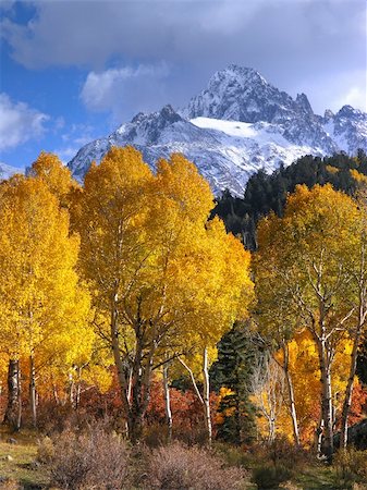 fall aspen leaves - Aspen trees glow in the fall sunlight at the base of the San Juan Mountains near ridgway, Colorado Stock Photo - Budget Royalty-Free & Subscription, Code: 400-03914653
