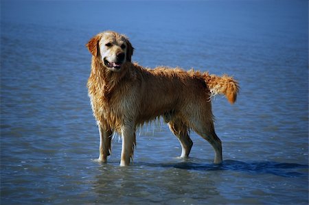 Golden Retriever enjoying himself at the beach Foto de stock - Super Valor sin royalties y Suscripción, Código: 400-03914858