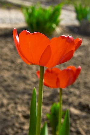 tulip croissance Photographie de stock - Aubaine LD & Abonnement, Code: 400-03914915