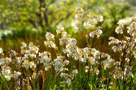 simsearch:622-06191339,k - Wildflowers wild campions blooming in summer meadow Stock Photo - Budget Royalty-Free & Subscription, Code: 400-03914980