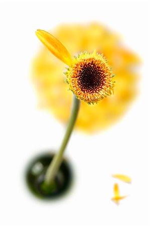 simsearch:400-03928997,k - Gerbera daisy viewed from above with one petal left Photographie de stock - Aubaine LD & Abonnement, Code: 400-03915013