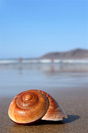 Lovely warm brown seashell on sunny beach Photographie de stock - Aubaine LD & Abonnement, Code: 400-03915242