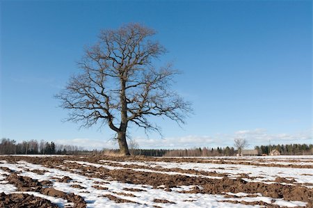 lonely tree at country side with free space for text Stock Photo - Budget Royalty-Free & Subscription, Code: 400-03915275