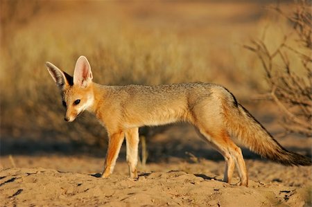 simsearch:400-03939094,k - Cape fox (Vulpes chama), Kalahari, South Africa Stockbilder - Microstock & Abonnement, Bildnummer: 400-03915384