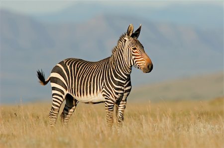 simsearch:400-03943787,k - Endangered Cape Mountain Zebra (Equus zebra), Mountain Zebra National Park, South Africa Stock Photo - Budget Royalty-Free & Subscription, Code: 400-03915385