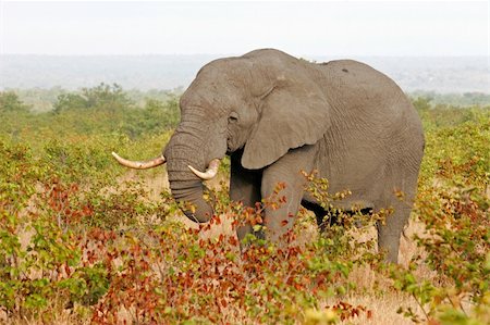 simsearch:400-04429348,k - African bull elephant (Loxodonta africana) feeding on mopane trees, Kruger National Park, South Africa Stockbilder - Microstock & Abonnement, Bildnummer: 400-03915389