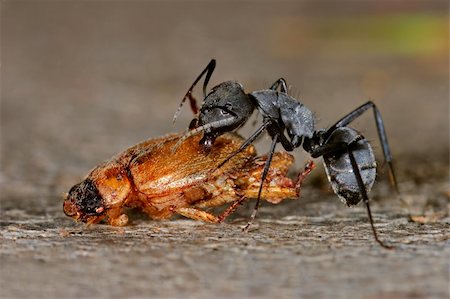 An African ant scavenging on a dead beetle Photographie de stock - Aubaine LD & Abonnement, Code: 400-03915407