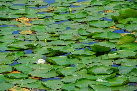 simsearch:622-02757796,k - Green water lily pads with white lotus flowers Stock Photo - Budget Royalty-Free & Subscription, Code: 400-03915456