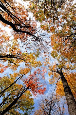 simsearch:400-07107314,k - Tops of colorful fall trees on blue sky background Fotografie stock - Microstock e Abbonamento, Codice: 400-03915459