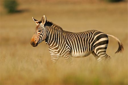 simsearch:400-03943816,k - Endangered Cape Mountain Zebra (Equus zebra), Mountain Zebra National Park, South Africa Stock Photo - Budget Royalty-Free & Subscription, Code: 400-03915463