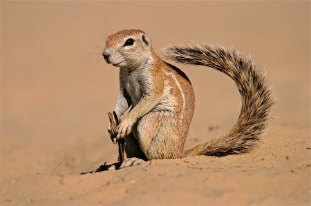 Inquisitive ground squirrel (Xerus inaurus), Kalahari, South Africa Stock Photo - Budget Royalty-Free & Subscription, Code: 400-03915493