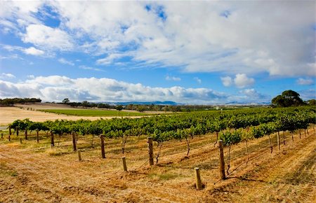 Vineyard in the Barossa Valley, South Australia Stock Photo - Budget Royalty-Free & Subscription, Code: 400-03915787