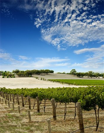 saing - Australian Vineyard Landscape Stock Photo - Budget Royalty-Free & Subscription, Code: 400-03915788