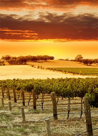 Vineyard Sunset in the Barossa Valley Stock Photo - Budget Royalty-Free & Subscription, Code: 400-03915789