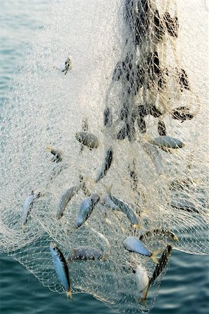egypix (artist) - fishig net full of fishes Stockbilder - Microstock & Abonnement, Bildnummer: 400-03915802