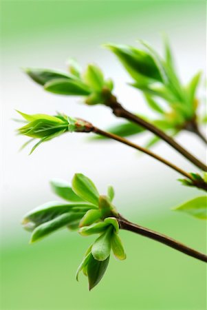 simsearch:400-07577622,k - Tree branches with spring green budding leaves closeup Photographie de stock - Aubaine LD & Abonnement, Code: 400-03915924