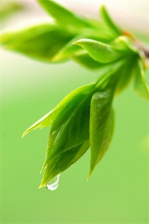 simsearch:400-07577622,k - Spring green budding leaves with raindrops closeup Photographie de stock - Aubaine LD & Abonnement, Code: 400-03915925