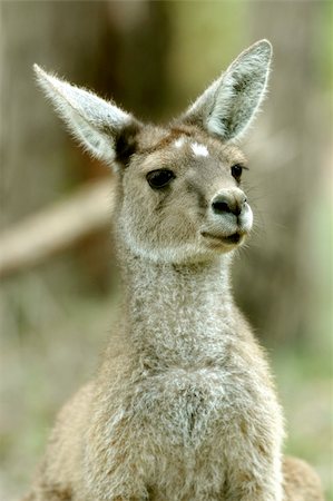 A closed up standing kangaroo with blurry background Stock Photo - Budget Royalty-Free & Subscription, Code: 400-03915950