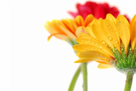 simsearch:400-03911104,k - Several colorful gerbera flowers with dew drops isolated on white background Photographie de stock - Aubaine LD & Abonnement, Code: 400-03915997